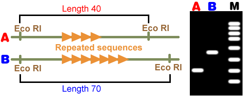 Polimorfismos de inserción-deleción: VNTRs Segmentos de DNA que consisten en unidades de 10 a