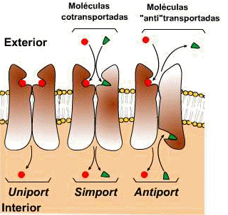molécula a transportar sufren un cambio en su estructura que arrastra a dicha molécula hacia el interior de la célula.