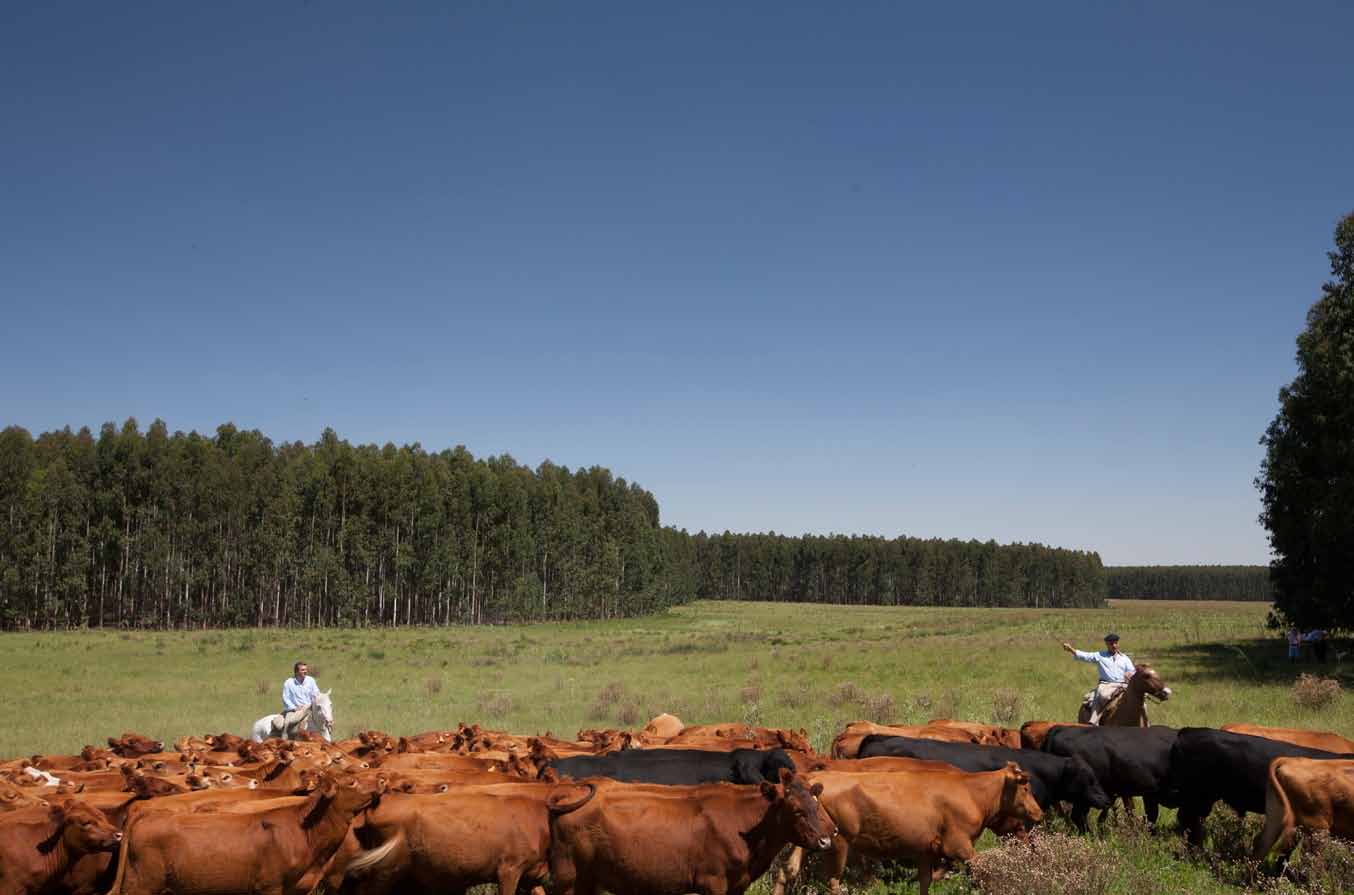 Programa de Fomento El Programa de Fomento nació con el objetivo de promover la integración de rubros agropecuarios, buscando compartir con el productor rural uruguayo casi 25 años de investigación