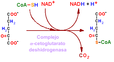 El grupo hidroxilo del isocitrato es oxidado hasta grupo carbonilo, con la correspondiente perdida de dos átomos de hidrógeno y un par de electrones; par que es "recibido" y transportado por la
