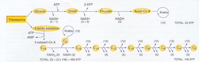 : BALANCE DE LA TRIESTEARINA Por cada vuelta: 1 FADH 2 (2 ATP) y 1 NADH+H + (3 ATP) = 5 ATP