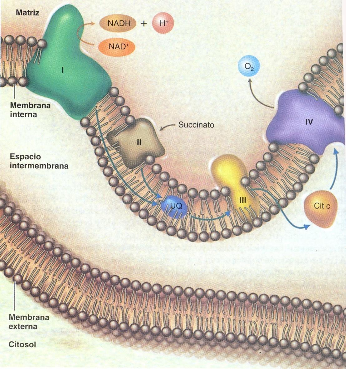 Membrana mitocondrial interna. Cuatro complejos; A. B. C. D. El complejo I (complejo NADH deshidrogenosa).
