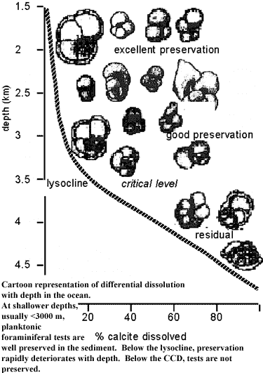 19.2 El nivel de compensación de la calcita A partir de una determinada profundidad se disuelven la mayor parte de los carbonatos, pero no lo hacen las conchas de los foraminíferos más resistentes.