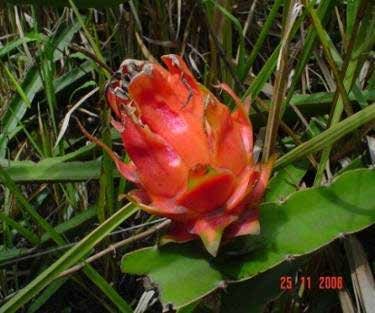 A B C Figura 2. A y B. Crecimiento de raíces adventicias de la pitaya amarilla C. Raíces adventicias de la pitaya roja. Fotos por J.A. Medina S.