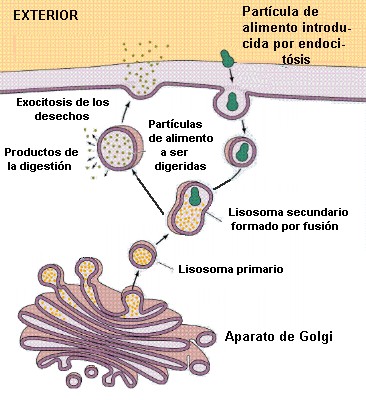 Transcitosis. Es el conjunto de fenómenos que permiten a una sustancia atravesar todo el citoplasma celular desde un polo al otro de la célula. Implica el doble proceso endocitosisexocitosis.