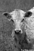 Migración al sitio dañado Anti - X Vacuna El médico Inglés Edwar Jenner notó que las mujeres campesinas contraían una variedad de viruela de las vacas que era benigna y las inmunizaba contra la