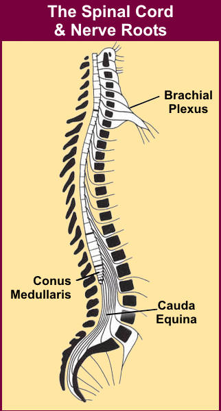 al músculo esquelético Sistema Nervioso Periférico (SNP) Transmite señales entre el SNC y el resto del cuerpo Neuronas motoras Acarrean señales desde el SNC Controlan actividades de músculos y
