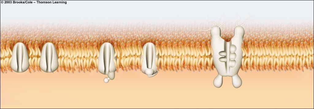 Los iones se mueven a través de la membrana. Generalmente, el potential de la membrana en reposo es aproximadamente -70 milivoltios (más negativo adentro que afuera).