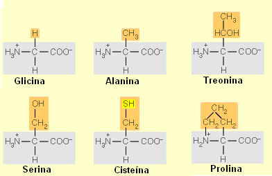 Aminoácidos formadores de Piruvato El piruvato puede usarse para formar