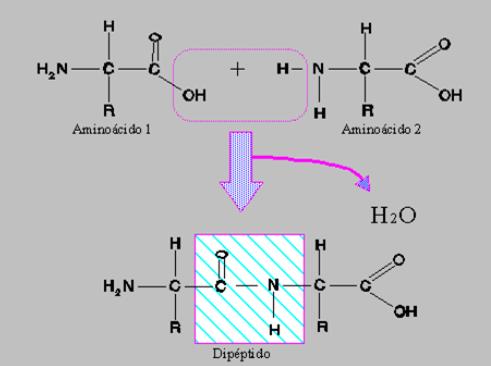 Covalente Entre un grupo amino de un