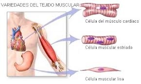 Tema 2 LAS CAPACIDADES FÍSICAS 1. Mecanismos, tipos y funciones de la contracción muscular.