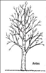Poda de control de altura Podar o cortar la punta del tallo principal, para promover la estabilidad del árbol,