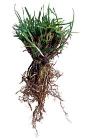 Especies de clima templado (C3) Agrostis Estolonífera (Agrostis stolonifera) Cespitosa de clima templado (C3), de textura de hoja fina, hábito de crecimiento rastrero formando estolones.