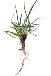 Especies de clima templado (C3) Raygrass Inglés (Lolium perenne) Cespitosa de clima templado (C3), de crecimiento formando macollas y que destaca por su rapidez de instalación, y aspecto ornamental.