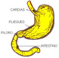 P R P R U B V FRN: Hueco situado a continuación de la boca ÓF: ubo cartilaginoso que une la faringe con el estómago - Órgano en forma de saco.