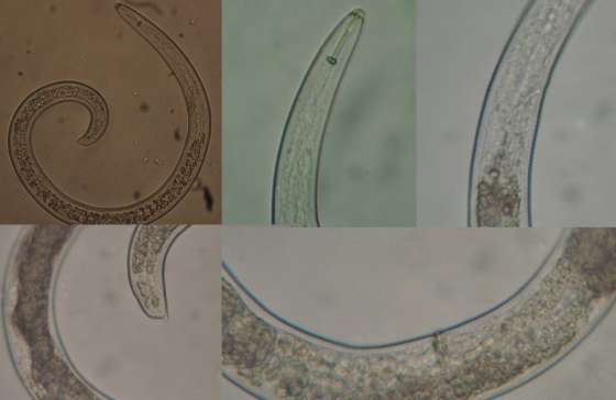 Loa nematodos fitoparásitos (Figura 2) inducen enfermedades en forma directa porque ocasionan agallas radicales, necrosis en raíces, deformaciones en tallos y bulbos, entre otros; e indirectamente,