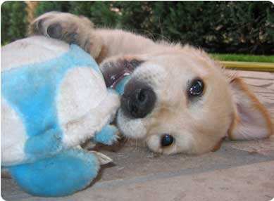 Los juguetes de perros tienen que ser objetos no tóxicos, lo bastante grandes para que no pueda tragarlos en su totalidad, sin piezas que se puedan desprender, que no puedan astillarse (como los