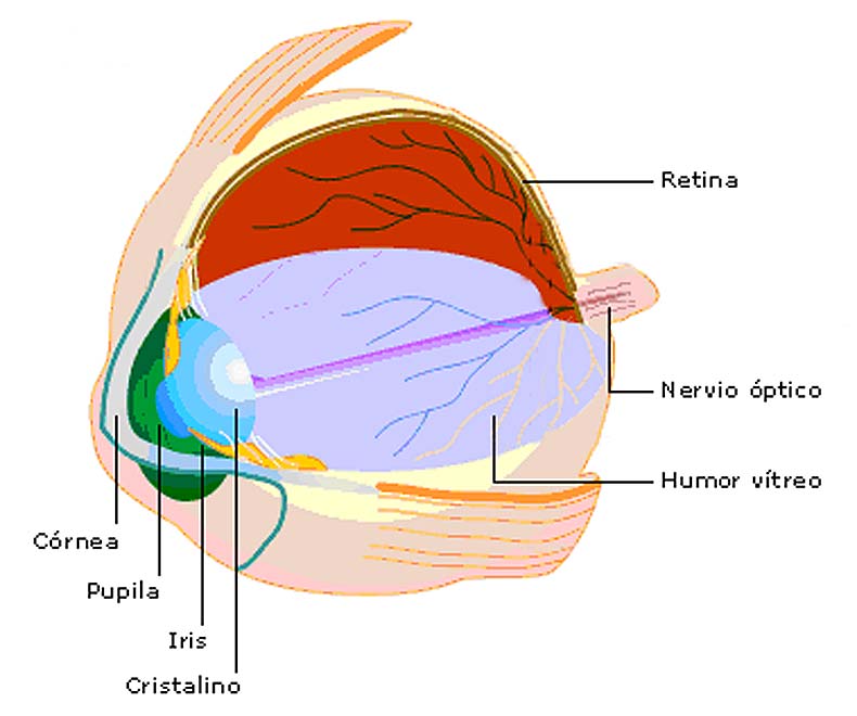 La córnea transparente forma parte de la superficie externa del ojo y es la principal responsable de la formación de la imagen.