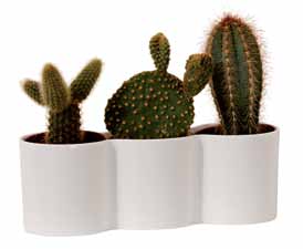 interiores /indoor b.for La tendencia de los cactus combinada con la tendencia de las formas cilíndricas. b.for es una hermosa adquisición para cualquier interior.