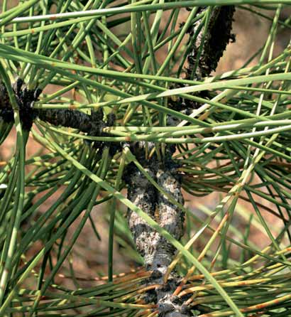 Pino de las Cadenas Pinus pinaster Singularidad 108 ÁRBOLES Y ARBOLEDAS SINGULARES DE ANDALUCÍA JAÉN JAÉN LOCALIZACIÓN Paraje: El Moracho Término municipal: Torres de Albanchez Espacio Natural