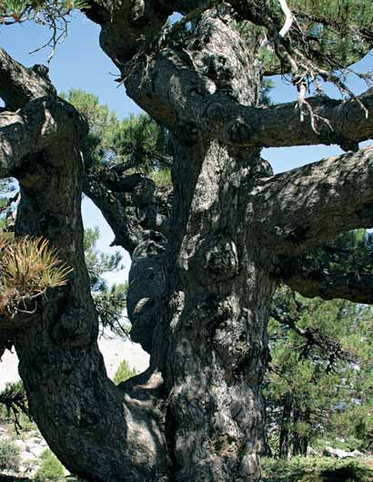 Pino de la Entrega Pinus nigra subsp. salzmannii JAÉN QUESADA Singularidad El Pino de la Entrega es bastante espectacular, siendo su tamaño el motivo que lo caracteriza.