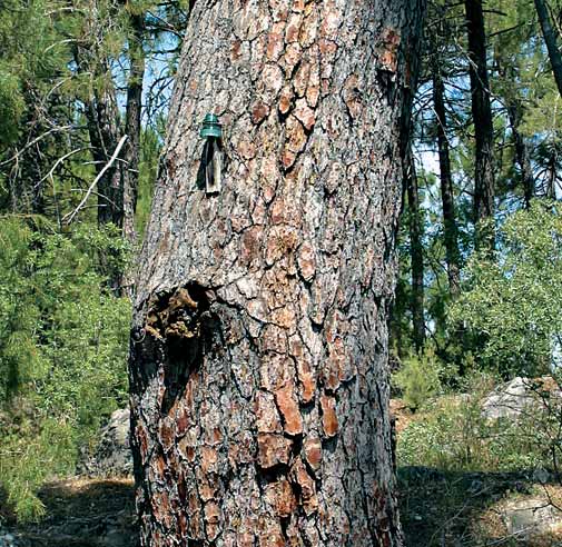 Pino de la Fuente del Oso Pinus pinaster Singularidad JAÉN CAZORLA El tamaño que posee este pino resinero le hace merecedor de ser incluido en el Catálogo de Árboles Singulares.