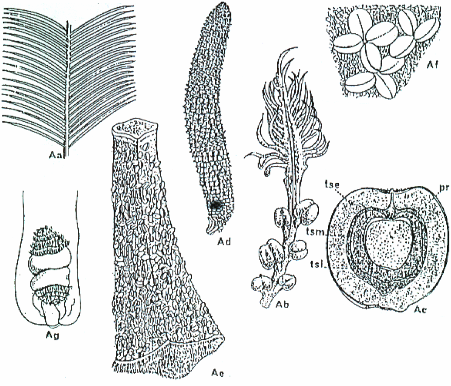 B. CICADALES CICADACEAS. Cycas revoluta: Aa, fragmento de hoja pinnada,con pinnas uninervias (x 0.2). Ab, megasporofilo pinnado, con óvulos marginales desnudos (x 0.7).