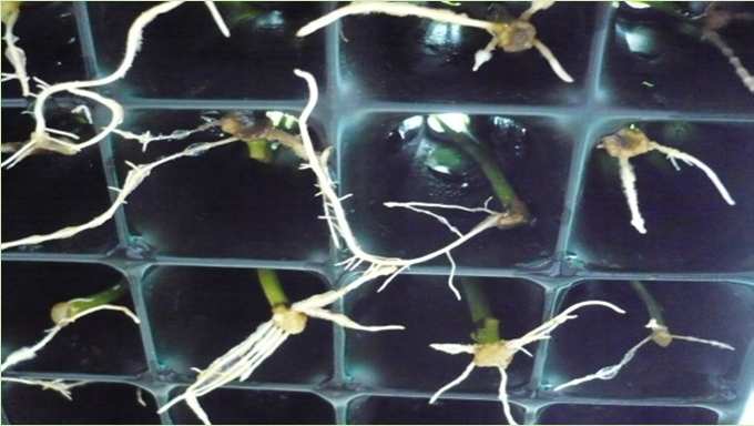 6. PROPAGACION CLONAL Acacia mangium Desarrollos adelantados en silvicultura clonal.
