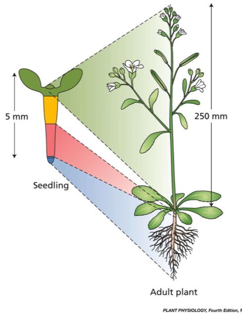 Desarrollo post-embrionario Las plantas crecen y se desarrollan respondiendo a estímulos del ambiente en el que están inmersas El patrón de desarrollo resultante está determinado por la