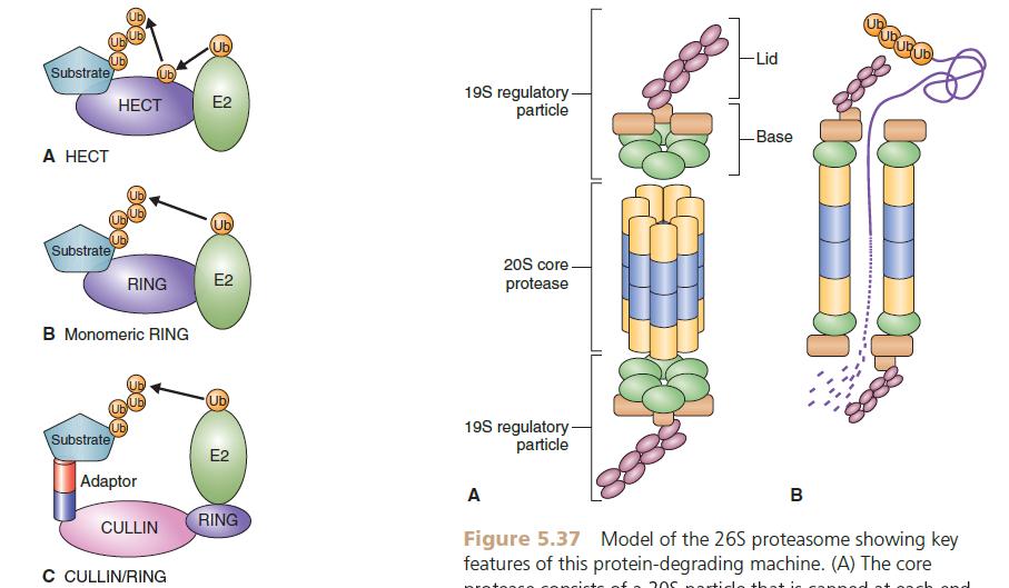 Regulación de la transcripción de un gen a nivel del promotor Para que se inicie la transcripción de un gen se requiere el ensamblado secuencial y ordenado de factores de transcripción en la zona del