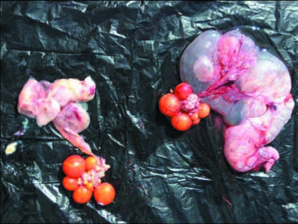 necropsia se evidenció en muchos casos presencia de oviductos císticos y de acumulación de fluidos en el istmo.