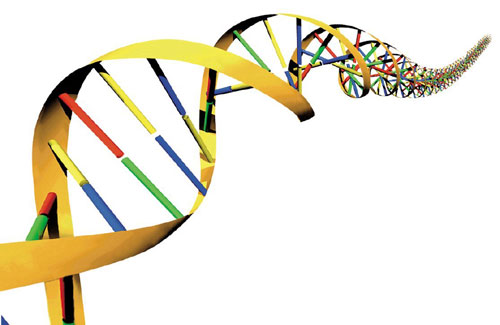 EPIDEMIOLOGÍA MOLECULAR Identificación del gen meca mediante PCR Macrorrestricción y