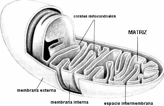 Mitocondrias Las mitocondrias son los organelos celulares encargados de suministrar la mayor parte de la energía necesaria para la actividad celular, actúan como centrales energéticas de la célula y