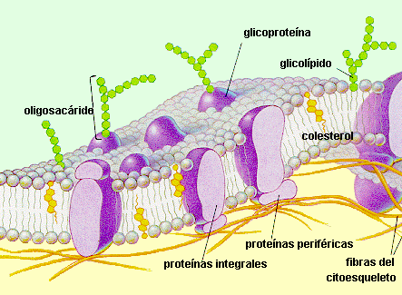 MEMBRANA PLASMÁTICA O CELULAR: La célula está rodeada por una envoltura, denominada membrana plasmática. La membrana delimita el territorio de la célula y controla el contenido químico de la célula.