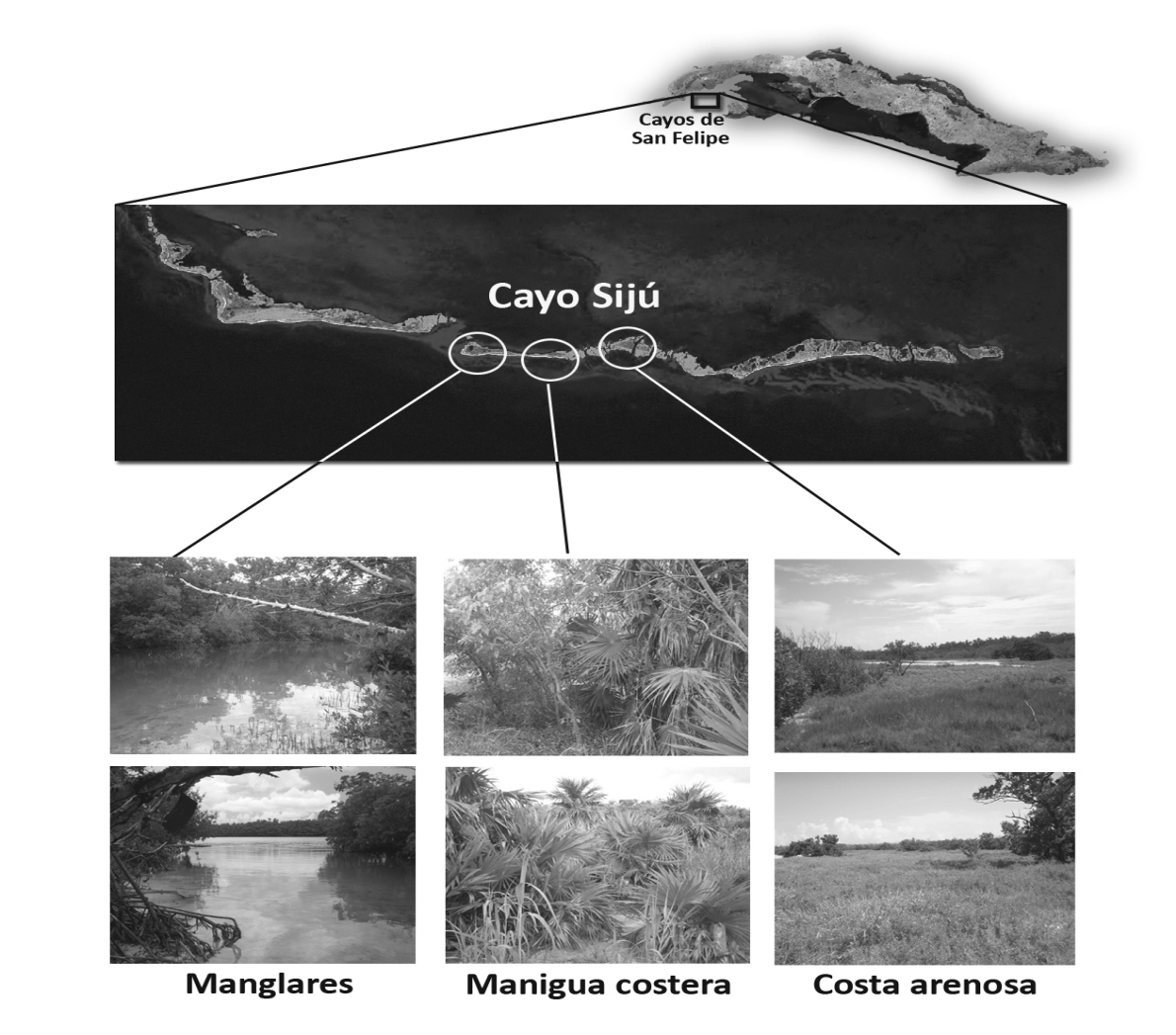- 10 - Densidad de la iguana cubana donde habita y es muy sensible a los efectos de especies introducidas (Perera, 2000).