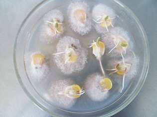68 SEMILLAS FIGURA 1. Semillas de maíz con síntomas de estrías blancas causadas por Fusarium vert icill ioides. FIGURA 2.