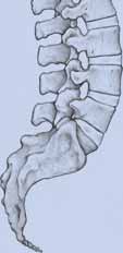 Indicaciones, contraindicaciones y advertencias Indicaciones El reemplazo total de disco Prodisc-L está indicado para la artroplastia vertebral en pacientes con el esqueleto maduro y con enfermedad