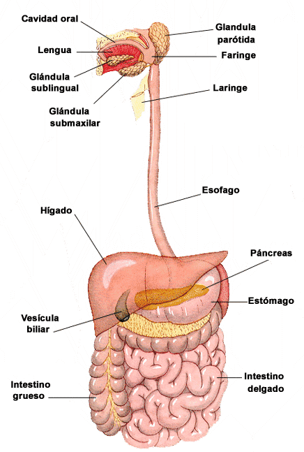 La función del Aparato Digestivo es la transformación de las complejas moléculas de los alimentos en sustancias simples y fácilmente utilizables por el organismo.