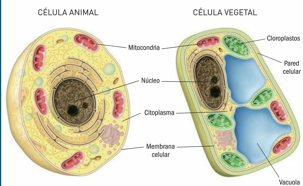 3. Todos los SV están formados por células. La célula es la unidad vital más pequeña ya que es capaz de capaz de nutrirse, relacionarse y reproducirse. Hay dos tipos de células: -Procariota.
