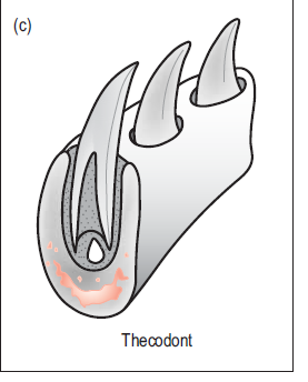 Clado Sauropsida (~ Reptilia) -Dentición acrodonta, pleurodonta o
