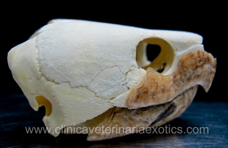 Clado Sauropsida (~ Reptilia) Orden Chelonia -Con un caparazón de placas óseas dérmicas y escamas córneas formado por un peto (ventral) y un plastrón (dorsal) fusionado a las vértebras y costillas.