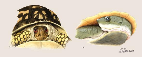 Clado Sauropsida (~ Reptilia) Orden Chelonia (tortugas)