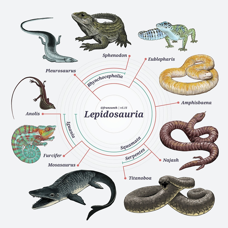Clado Sauropsida (~ Reptilia) Orden Lepidosauria