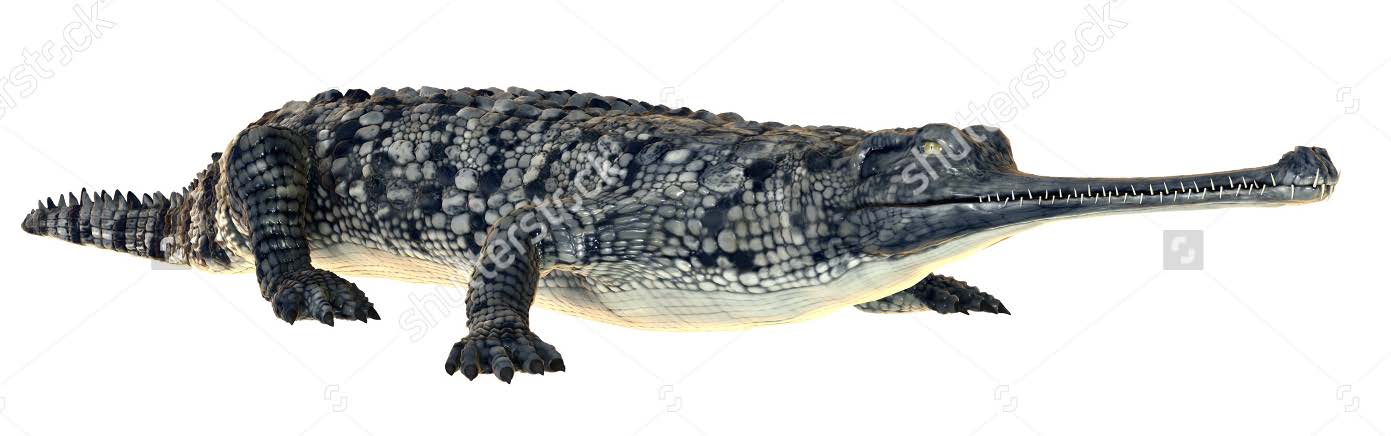 O. Crocodylia