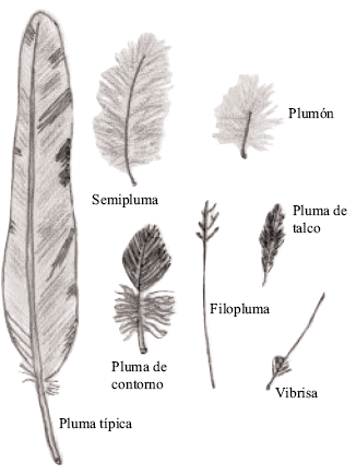 Tipos de plumas Contorno o coberteras (tectrices): plumas típicas, cubren el tronco y las extremidades.