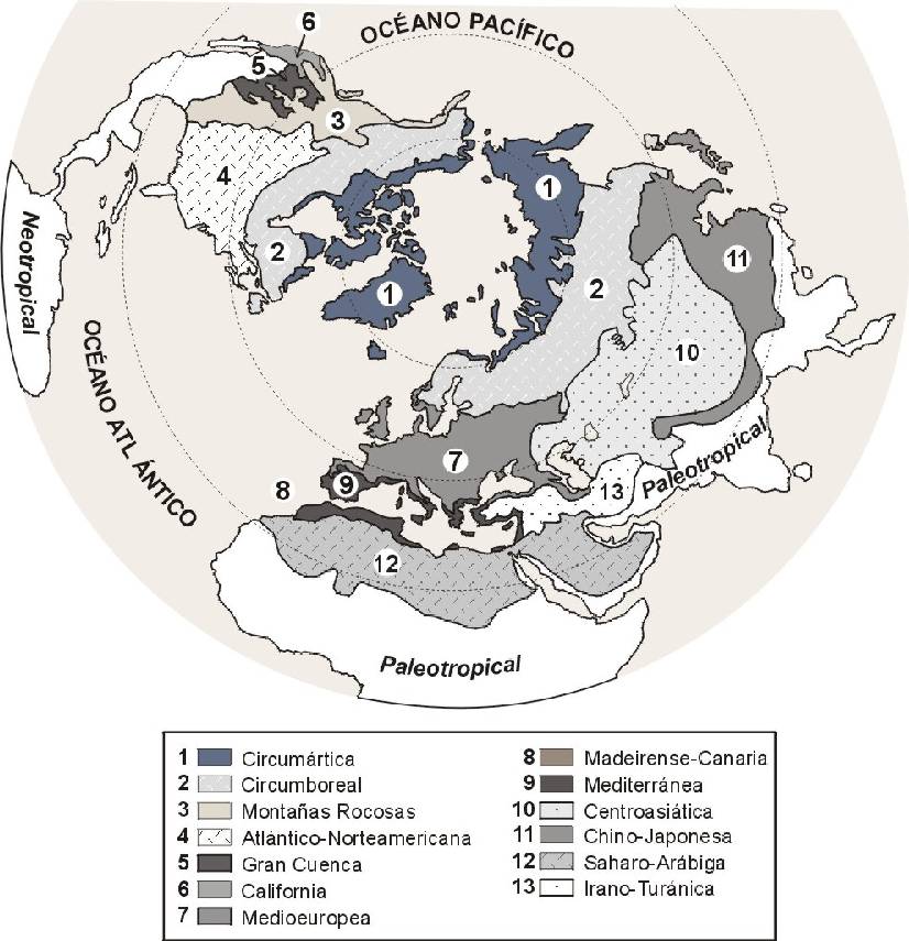 Figura 2: Regiones del Reino Holártico 2.6. Provincias florísticas de España Influencias diversas dentro del reino Holártico, subreino Mediterráneo.