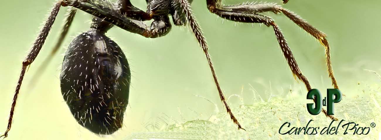 Aphaenogaster