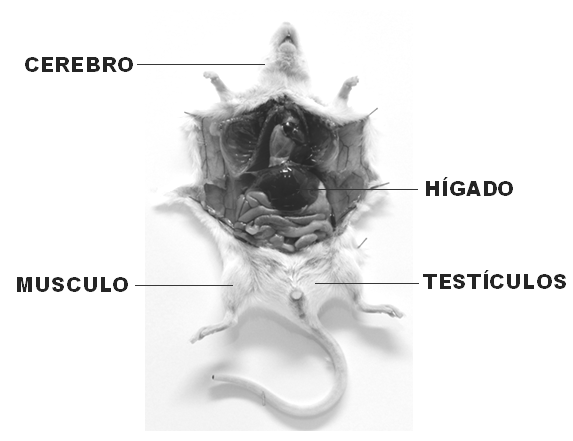 Obtención de hígado Figura 6.4. Localización de algunos órganos de la rata. Antes de cortar el tejido realizar el procedimiento de perfusión.