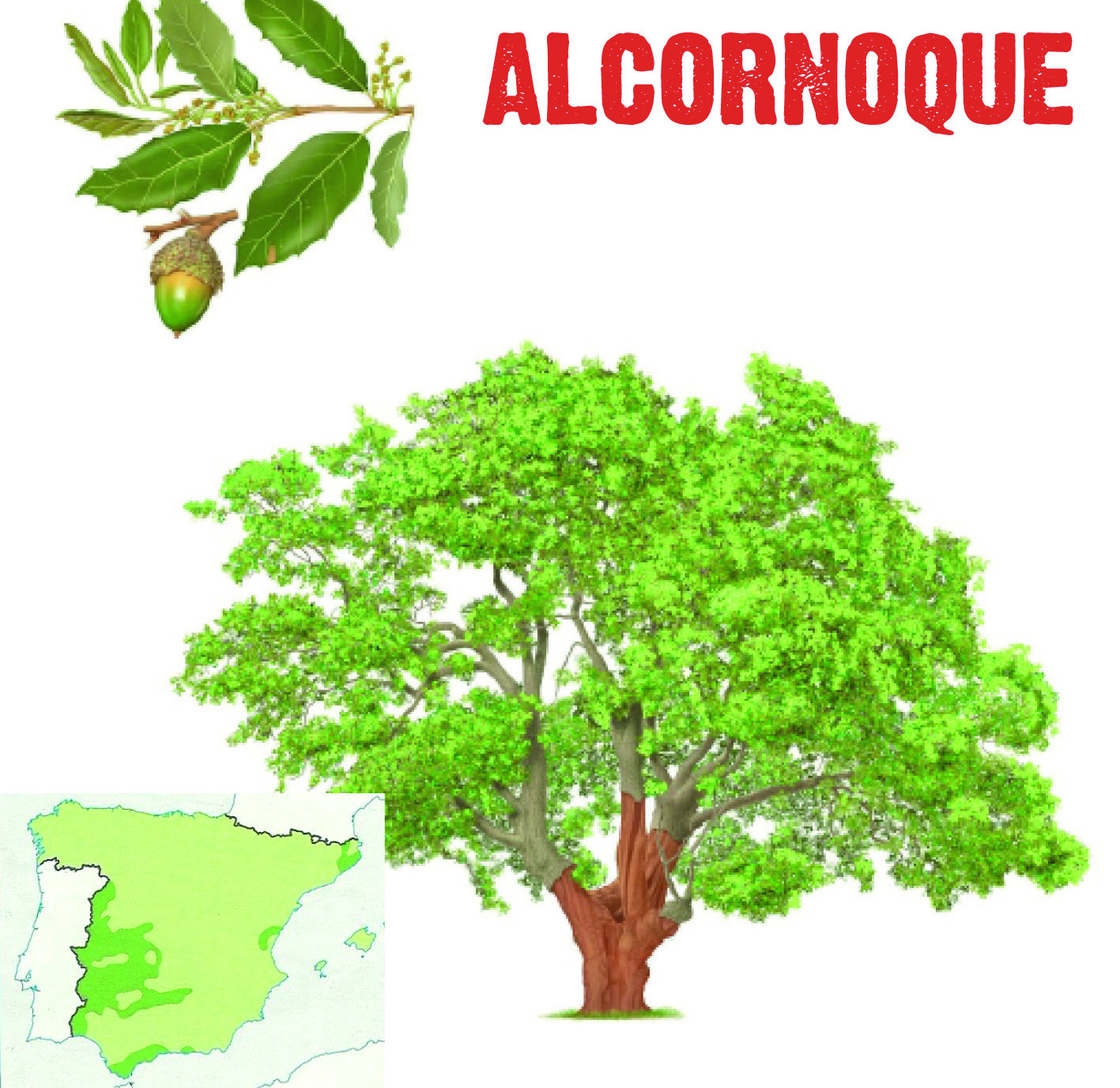 El alcornoque (Quercus Suber) es un árbol termófilo que necesita inviernos suaves y cierta humedad (superior a 500 mm al año); por ello es un árbol que se desarrolla en latitudes propias del clima