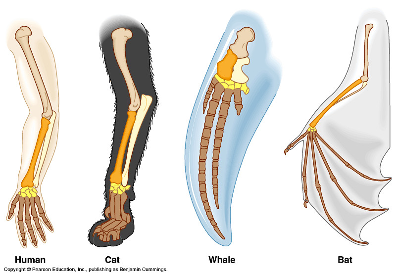 EVIDENCIAS DE EVOLUCION Homólogos: Órganos que tienen la misma estructura